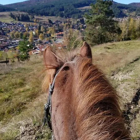 Dona - Horse Riding 2*