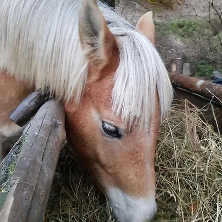 Dona - Horse Riding Koprivştitsa